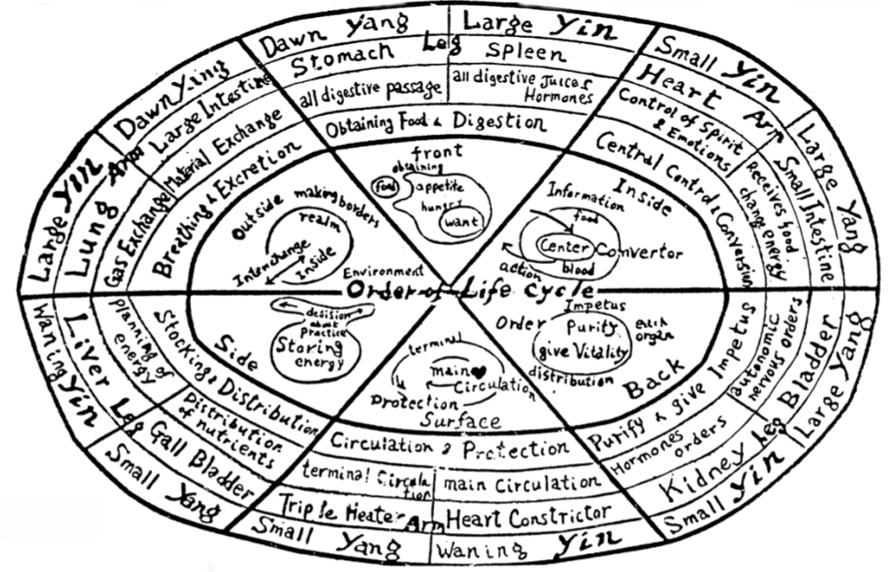 El ciclo vital de la ameba y la relación con los meridianos