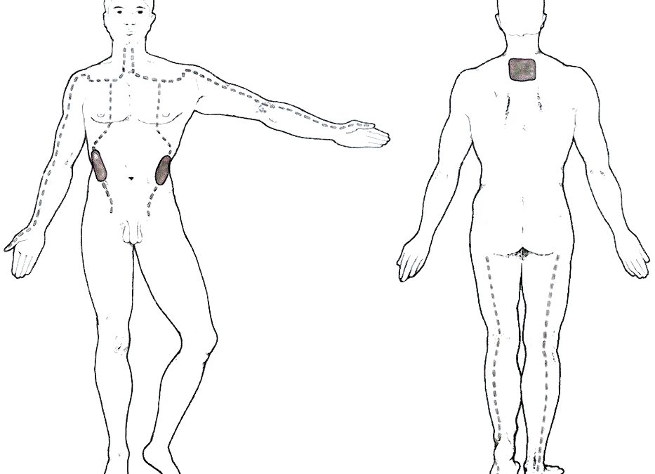 Funciones del Pulmón: fisiología, medicina china y shiatsu (Parte 3 de 3)