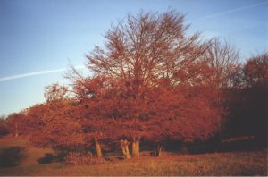 Otoño